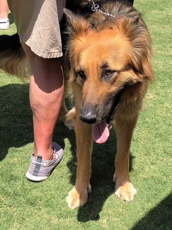Radar, a dog at Chapman Dog Day